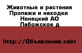 Животные и растения Пропажи и находки. Ненецкий АО,Лабожское д.